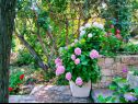 Kuća za odmor Sunce - relaxing & quiet: H(2+2) Maslinica - Otok Šolta  - Hrvatska - cvijeće