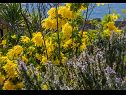 Kuća za odmor Božena - nice garden: H(2+1) Poljica (Marina) - Rivijera Trogir  - Hrvatska - cvijeće
