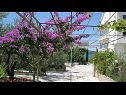 Apartmani Ljuba - nice garden: A2(4+1) Plavi, A4(8+1), A1(2+2) Okrug Gornji - Otok Čiovo   - cvjetni nasad (kuća i okolica)
