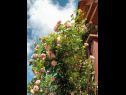 Apartmani Mimi - countryside cottage: A1(2) Plaški - Kontinentalna Hrvatska  - cvijeće
