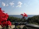 Apartmani Djurdja - 20 m from beach : A1 Lucija(4+2), A2 Luka(2) Murter - Otok Murter   - cvijeće